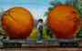 railroad car oranges postcard