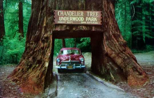 Chandler Tree